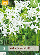 X   2 NERINE BOWDENII ALBA