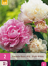 X 2 PAEONIA ROZE - WIT