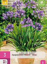 X 3 AGAPANTHUS BLAUW
