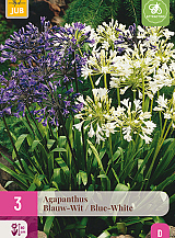 X 3 AGAPANTHUS BLAUW - WIT