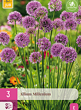 X 3 ALLIUM MILLENIUM