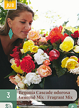 X 3 BEGONIA CASCADE ODOROSA FRAGRANT MIX