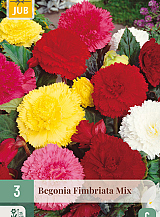 X 3 BEGONIA FIMBRIATA MIX