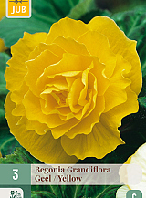 X 3 BEGONIA GRANDIFLORA GEEL
