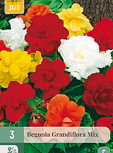 X 3 BEGONIA GRANDIFLORA MIX