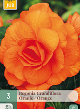 X 3 BEGONIA GRANDIFLORA ORANJE