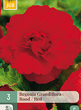 X 3 BEGONIA GRANDIFLORA ROOD