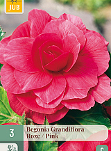 X 3 BEGONIA GRANDIFLORA ROZE