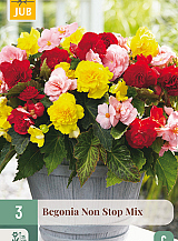 X 3 BEGONIA NON STOP MIX