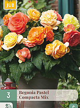 X 3 BEGONIA PASTEL COMPACTA MIX