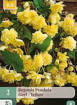 X 3 BEGONIA PENDULA GEEL