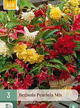 X 3 BEGONIA PENDULA MIX