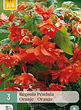 X 3 BEGONIA PENDULA ORANJE