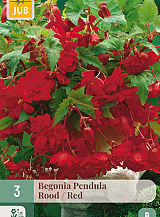 X 3 BEGONIA PENDULA ROOD