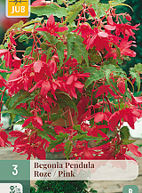 X 3 BEGONIA PENDULA ROZE