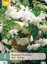 X 3 BEGONIA PENDULA WIT