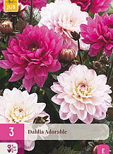 X 3 DAHLIA ADORABLE