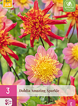 X 3 DAHLIA AMAZING SPARKLE