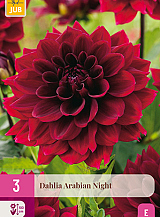 X 3 DAHLIA ARABIAN NIGHT