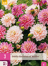 X 3 DAHLIA BALLERINA OF RUFFLES