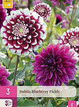 X 3 DAHLIA BLUEBERRY FIELDS