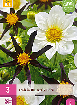 X 3 DAHLIA BUTTERFLY LOVE