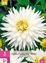 X 3 DAHLIA CACTUS WIT