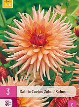 X 3 DAHLIA CACTUS ZALM