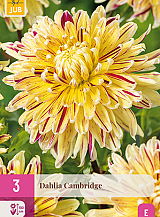 X 3 DAHLIA CAMBRIDGE
