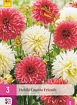 X 3 DAHLIA CUPIDO FRIENDS