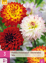 X 3 DAHLIA DECORATIEF MIX