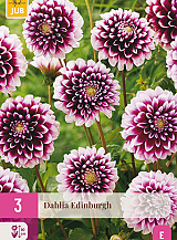X 3 DAHLIA EDINBURGH
