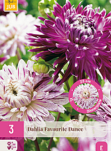 X 3 DAHLIA FAVOURITE DANCE