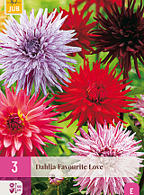 X 3 DAHLIA FAVOURITE LOVE