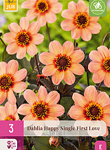 X 3 DAHLIA HAPPY SINGLE FIRST LOVE