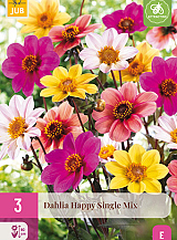 X 3 DAHLIA HAPPY SINGLE MIX
