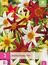 X 3 DAHLIA HONKA MIX