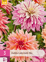 X 3 DAHLIA LABYRINTH MIX