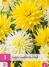 X 3 DAHLIA LUMIERE DU SOLEIL