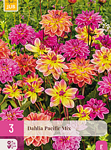 X 3 DAHLIA PACIFIC MIX