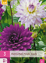 X 3 DAHLIA PINK PURPLE TOUCH