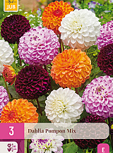 X 3 DAHLIA POMPON MIX
