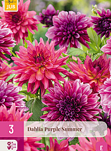 X 3 DAHLIA PURPLE SUMMER