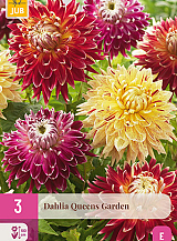 X 3 DAHLIA QUEENS GARDEN