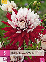 X 3 DAHLIA REBECCAS WORLD