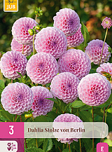 X 3 DAHLIA STOLZE VON BERLIN
