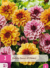 X 3 DAHLIA SWEET & HONEY