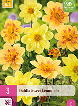 X 3 DAHLIA SWEET LEMONADE