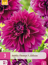 X 3 DAHLIA THOMAS A. EDISON