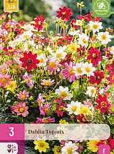 X 3 DAHLIA TOPMIX